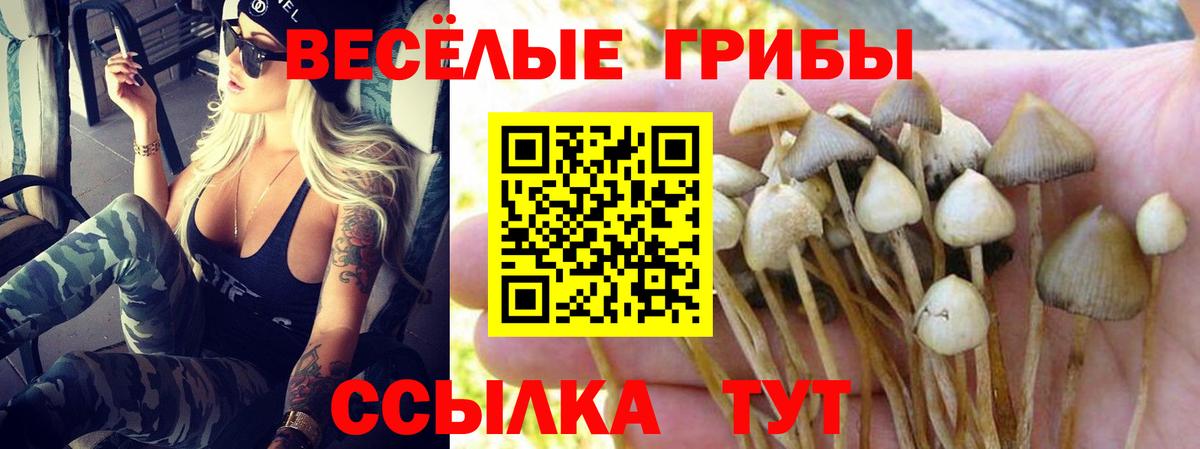 Галлюциногенные грибы Psilocybe  Вход с VPN  Торжок 